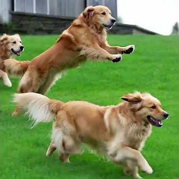 The 6 Main Types of Dogs Explained 🐶 | Amazing Animal Facts