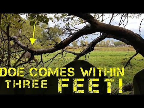 Hunting with the ghost blind archery 2019