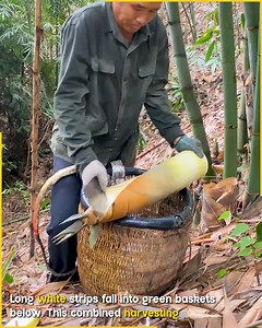 1.8M views · 5.1K reactions | Traditional Bamboo Food Preparation Method. #BambooShoot #FoodProcessing | Fun club | Facebook