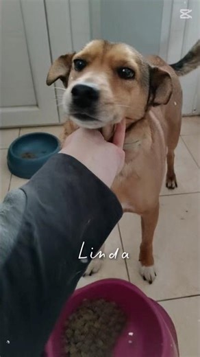 🤎Linda, Splendida Cagnolina Taglia Medio Piccola, Cerca Casa #shorts #dog #love #perte