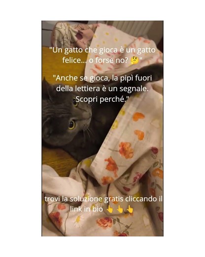 🤔Pensi che sia un gioco? 🐾 Perché il gatto la fa fuori dalla lettiera? #shorts