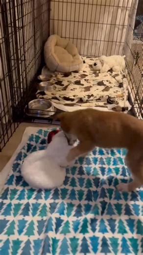 Snickerdoodle update! Remember Snickerdoodle? He came to us with a severe skull fracture after being attacked by a large dog. He was extremely lethargic, vomiting, visually impaired, and needed to be hand-fed. Look at him now! 💙 Snickerdoodle has clearly met his match—his favorite snowman toy keeps him endlessly entertained in his cozy foster home. He has come so far, and we have you, our amazing supporters, to thank. Your generosity made it possible for us to give him the care he desperately n