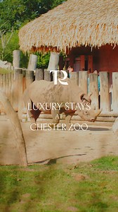 6.2K views | NEW for 2025 | Luxury short breaks at Chester Zoo, where giraffes and other wildlife wander past your window 漣 Stay at The Reserve and enjoy exclusive animal experiences, talks from our conservation experts, and out-of-hours zoo access. All while knowing you’re directly supporting Chester Zoo’s conservation work out in Africa, helping nature not just survive, but thrive. | Chester Zoo | Facebook