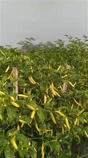 Crickets Sound ASMR 🌿 Peaceful Chili Field #asmr #cricketsound #nature #farming #relaxing