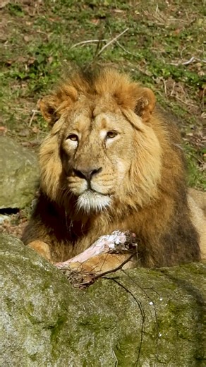 Goodbye 2025, here's to another year of wild adventure in 2026! 🎉 From roaring fun at Zoorassic Trail to our giant dinos taking over the St Patrick’s Day Parade, and the Dino Don Zoorassic Trail Takeover. Along with our paw-some Run for Wildlife, animal births and so many conservation-in-action moments, we packed the year with unforgettable experiences. A huge thank you to our incredible keepers, amazing volunteers, staff, partners, and of course our roar-some visitors who made it all possible.