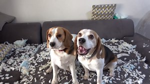 Funny Dogs Blaming Each Other for Mischief is Peak Pet Behavior