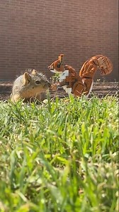 Squirrel 1#lego #timelapse #park #video #building #nature #squirrel #Funny #diy #hobby #nuts #grass