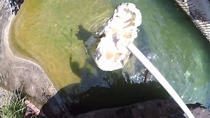 Rides aren't everyones cup of tea - luckily there's plenty more to do at Dreamworld Corroboree. How about feeding a 1000kg croc called Goliath? Or maybe his 300kg girlfriend Matilda? 🐊 Book your tickets to our Croc Feeding experience by visiting bit.ly/dwcrocfeed and remember that a percentage of funds from this experience goes to the Dreamworld Wildlife Foundation, supporting the conservation of threatened and endangered species. | Dreamworld Australia