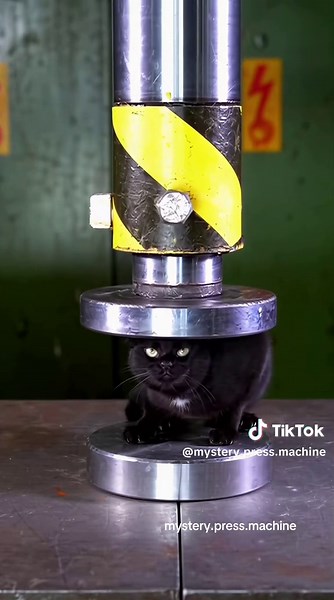 Black Cat Encountering the Press Machine