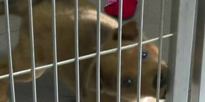Jackson County Animal Shelter takes in 31 pups, offers reduced adoption rates