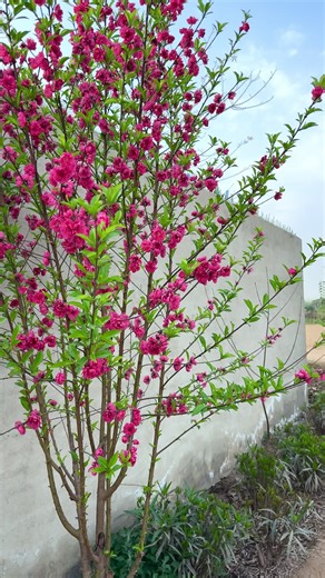 Exploring Amazon's Nursery Farm Innovations