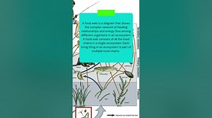 This is what is FOOD WEB in ECOLOGY shorts