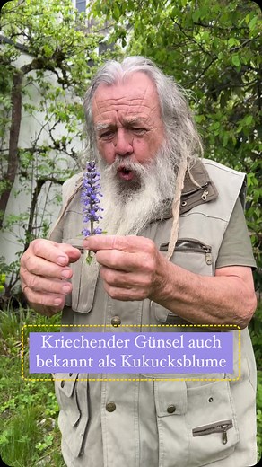 Der Kriechende Günsel (Ajuga reptans) ist eine mehrjährige, bodendeckende Pflanze aus der Familie der Lippenblütler. Mit seinen violett-blauen Blüten, die im späten Frühjahr erscheinen, ist er nicht nur ein echter Blickfang, sondern auch eine wertvolle Bienenweide. Er wächst bevorzugt an halbschattigen bis schattigen Standorten, in feuchten Wiesen, Waldrändern und Gärten. 🌱🐺 #natur #frühling #mai #pflanzen | Wolf-Dieter Storl
