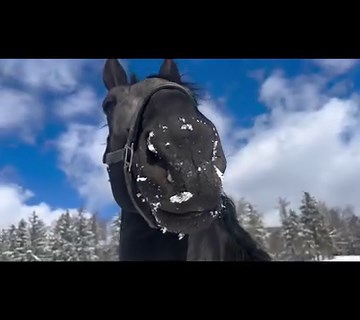 7.2K views · 3.6K reactions | Breeding shed is officially open at WF | Windermere Farms | Facebook