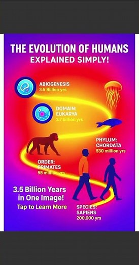 The evolution of humans explained simply