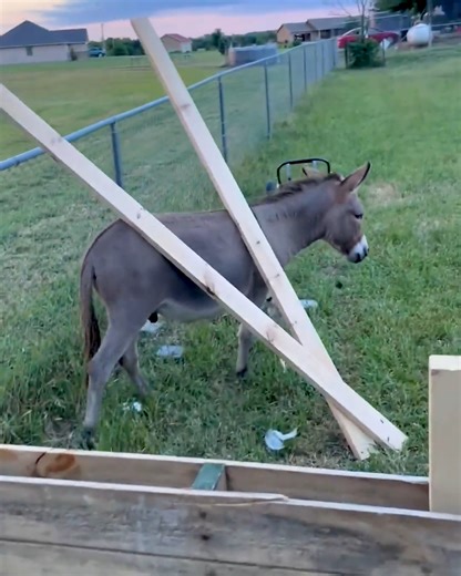 1.6M views · 1.9K reactions | Waffles, the donkey on a mission to help us out! | Animal Lovers | Facebook