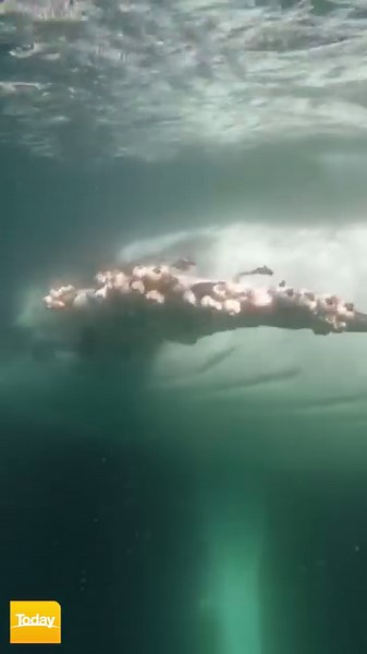 17K views · 119 reactions | Two jetskiers got up close and personal with this giant humpback whale in the Gold Coast! #9Today | WATCH LIVE 5.30am | TODAY | Facebook