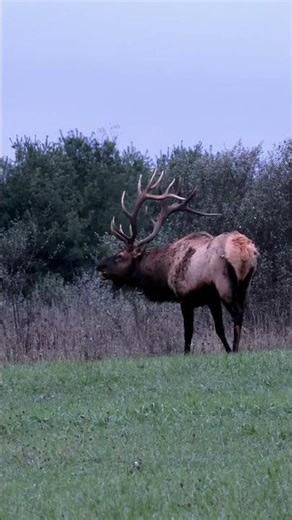 Elk bull bugle and awesome herd sounds