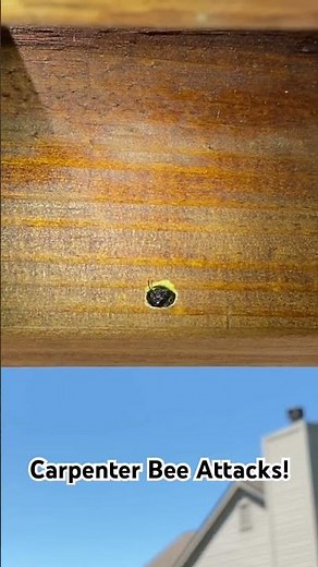 Carpenter Bee! #pestcontrol #bees #insects #livingstoncounty #shorts
