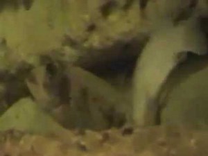 ACCOUPLEMENT DE ZEBRA