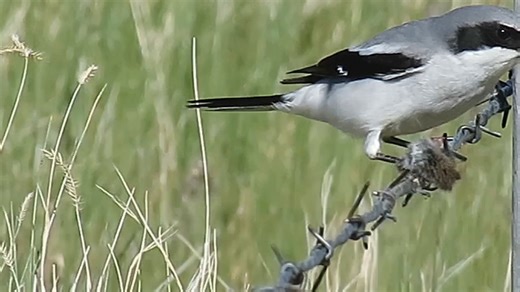 16K views · 985 reactions | Loggerhead shrike eating lunch (Lanius ludovicianus) | BIRDS & Nature | Facebook