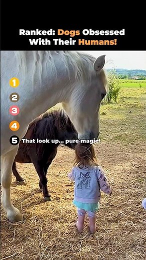 Ranked: Sweetest Horses with Babies!