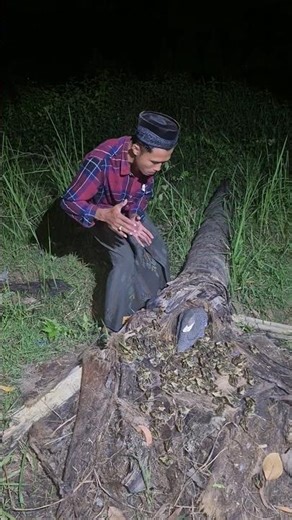 This fallen tree has an hemat bird #nature #wildlife #birds