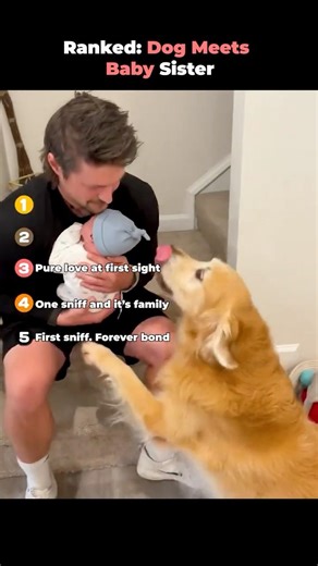 Ranked- Dog Meets Baby Sister