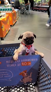go to the supermarket with pug#cute #funny #baby #pug | Pugs Comedian