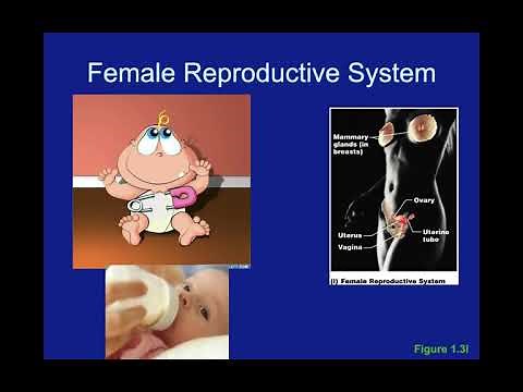 Essentials of Anatomy and Physiology: Orientation to the human body