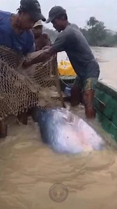 19M views · 54K reactions | Epsilon Files on Reels | Facebook