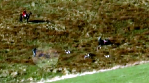 43K views · 415 reactions | Secret footage of a fox hunt in the...