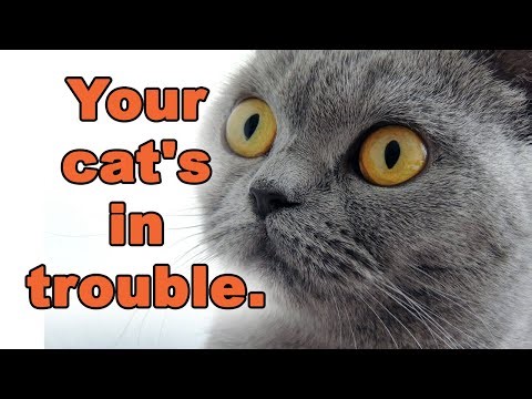CAT MEOWING NON-STOP? He's Trying to Tell You THIS!