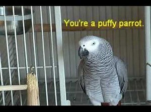 RUBY THE TALKING PARROT (WITH SUBTITLES) PART 2