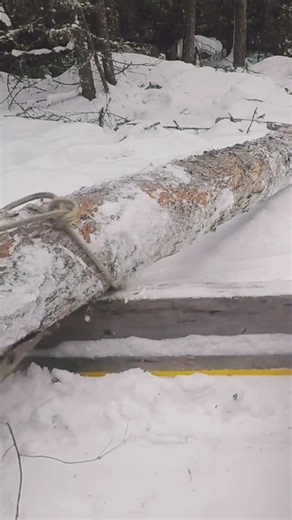 Loading a log 🪵 onto the sled 🛷.