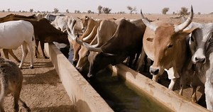 Close-up Fulani Cattle Drinking Waterhole Sahel Stock Footage Video (100% Royalty-free) 3442150081 | Shutterstock