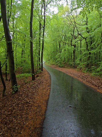 Regen, Wald und dabei spazieren? Perfekt! Aufnahme 04 #❤️ #🐧 #rügen #wald #regen