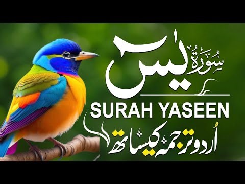 Surah Yaseen Full With Urdu Translation | Heart Touching Quran Recitation | For Sleep
