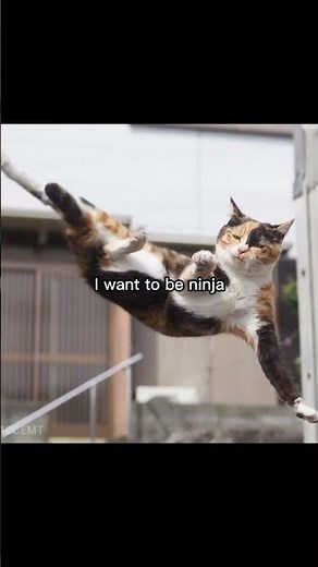 🐱 I Want to Be Ninja Cat Meme Edit | Funny Cat Shorts 😂🥷