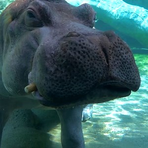 Hippo Patti coming at you. 💚 Here is a quick way to tell Happy and Patty apart. 🦛 Patti has rough edges around her ears. 🦛 Happy has a notch in his right ear. | Milwaukee County Zoo