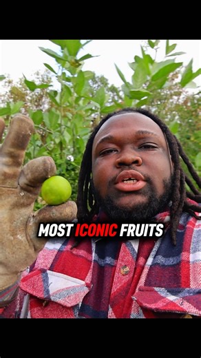 How Limes Became Iconic 🍋‍🟩