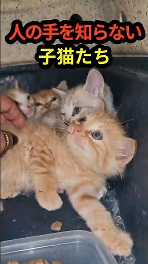 A kitten that doesn't know human hands... A slow change after experiencing kindness for the first...