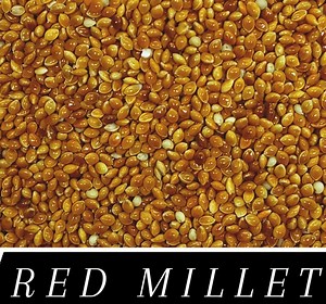 RED & WHITE Millet Seed Wild Bird Food Raw & Recleaned! - Walmart.ca