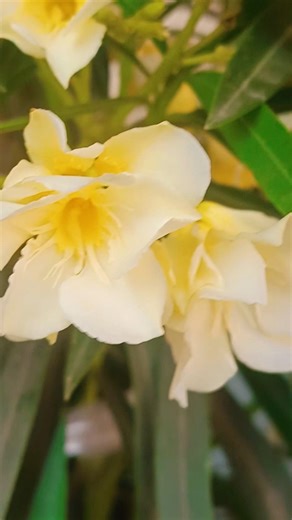 Beautiful Nerium oleander flowers blooming #youtubeshorts #shorts