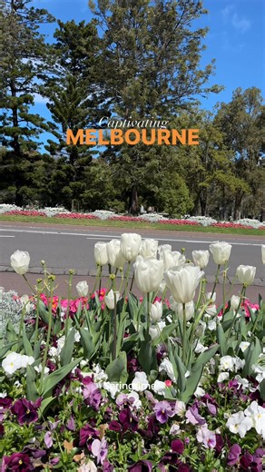 A beautiful spring morning on Government House Drive, Kings Domain🌷#melbourne #spring #springvibes #flowers #visitmelbourne #captivatingmelbourne #anniele #australia | Beautiful Melbourne