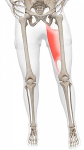 The adductor magnus muscle is a large triangular muscle of the lower limb, with its apex situated on the hip bone, and its base on the linea aspera of the femur. It is situated both in the posterior and medial fascial compartments of the thigh. The distribution of this muscle in two compartments is reflected in the fact that it receives dual nerve supply. Regardless of its position, the adductor magnus muscle is classified as a muscle of the medial compartment of the thigh. The adductor magnus i