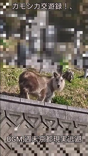 カモシカ交遊録！、【ある風景】 #未来遺産 #そこにある自然 #ダボさんtv #自然 #観察 #日記 #動物#野生動物#鹿#カモシカ交遊録