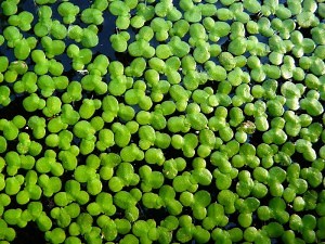 Researchers Study Duckweed’s Potential for Removing Nitrogen