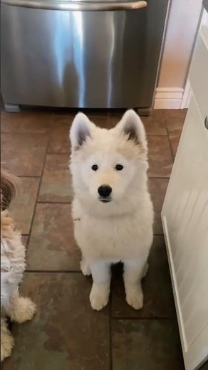 Husky teaching Samoyed puppy how to howl 🐺 #snowdogs