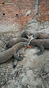 6 komodo dragon attack fox kenr 😭😱😥😱😰😥 #animals #shorts #amazing #fblifestyle | Love Animal's